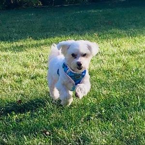 Meet your Posher, Baxter